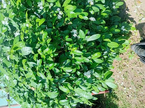 Identificação da planta Jasmim-laranja por foto