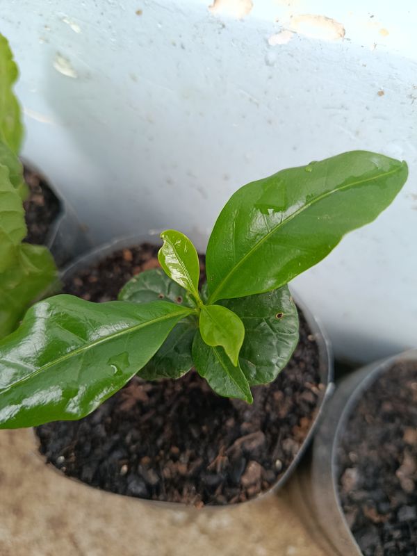 Identificação da planta Café por foto