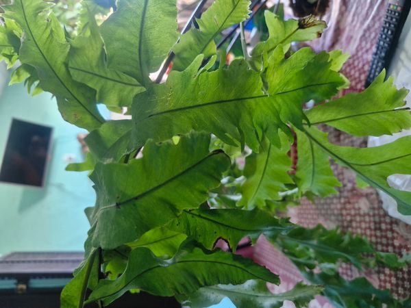 Identificação da planta Samambaia-americana por foto