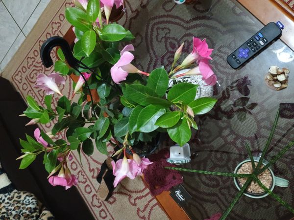 Identificação da planta Jasmim-do-chile por foto
