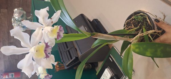 Identificação da planta Cattleya mendelii por foto