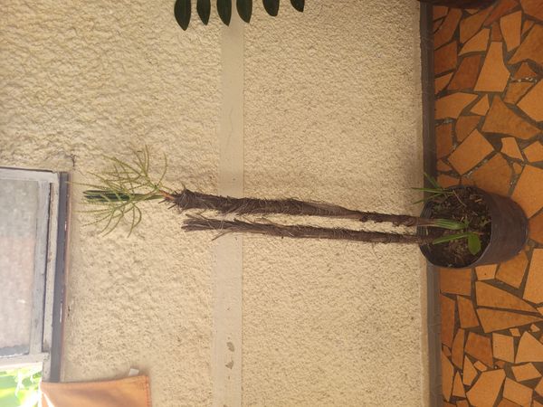 Identificação da planta Palmeira-ráfis por foto