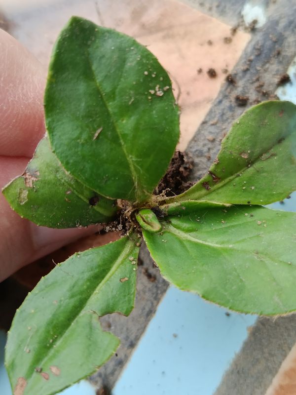 Identificação da planta Amança por foto