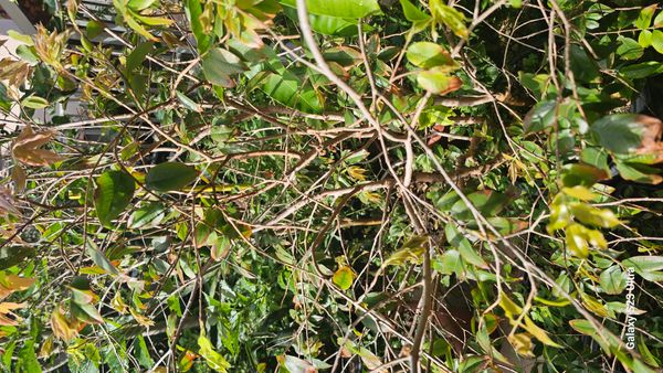 Identificação da planta Jabuticaba-paulista por foto