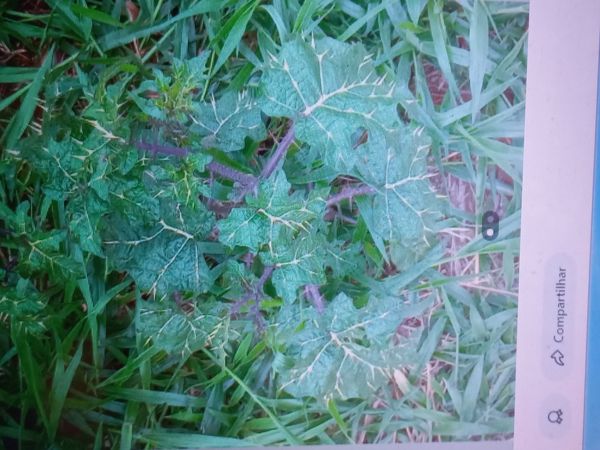 Identificação da planta Juá brabo por foto