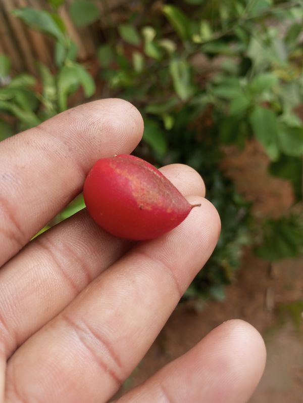 Identificação da planta Cerbera por foto