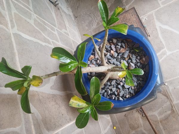 Identificação da planta Rosa do deserto por foto