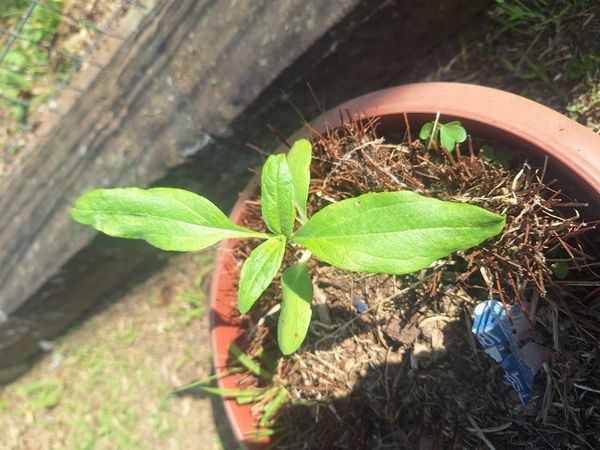 Identificação da planta Tupinambo por foto