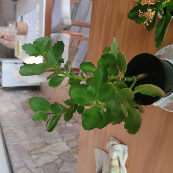 Identificação da planta Flor da fortuna por foto
