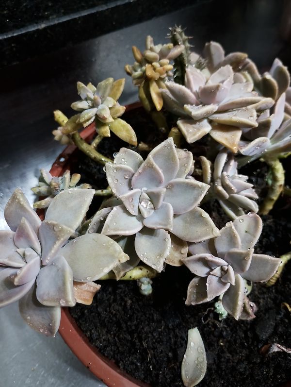 Identificação da planta Planta fantasma por foto