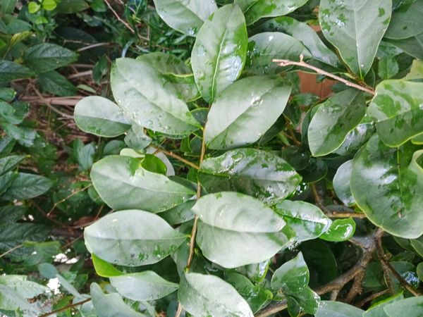 Identificação da planta Manacá-da-serra por foto