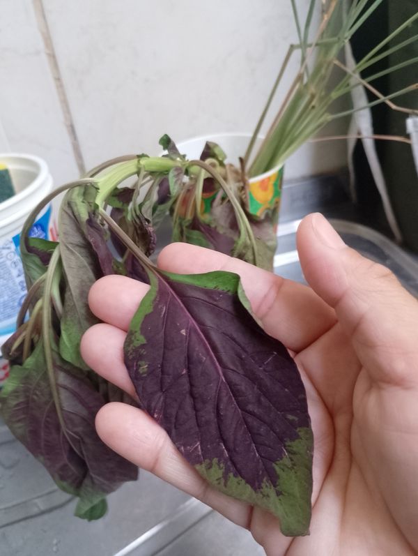 Identificação da planta Crista-de-galo por foto