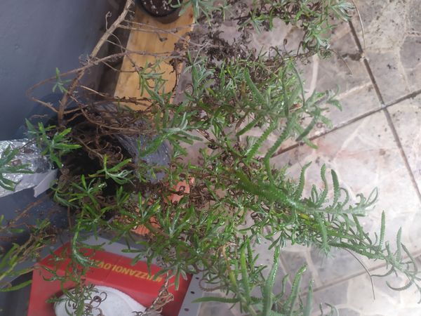 Identificação da planta Lavanda por foto