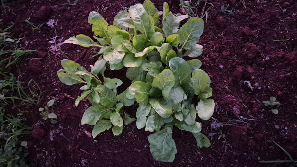 Identificação da planta Rúcula por foto