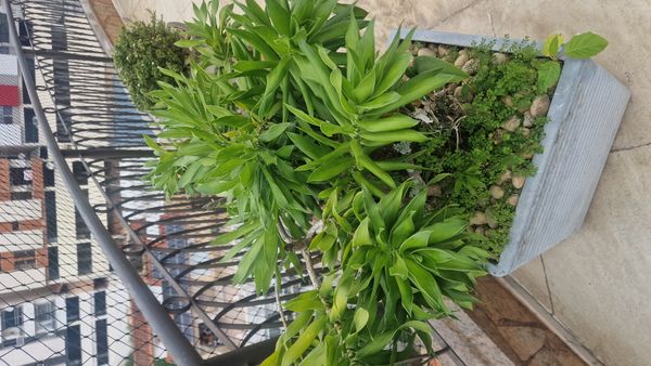 Identificação da planta Dracena Reflexa por foto