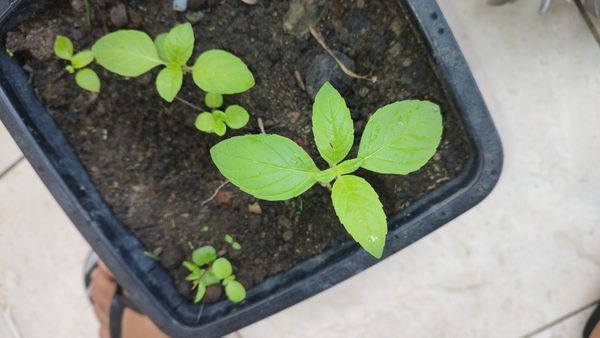 Identificação da planta Manjericão por foto