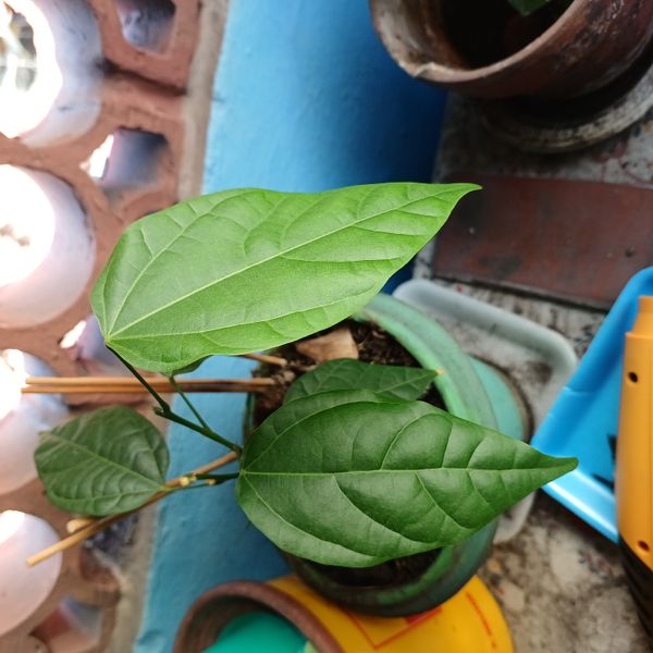 Identificação da planta Urucum por foto