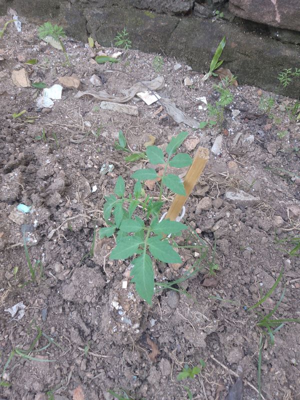Identificação da planta Tomate por foto