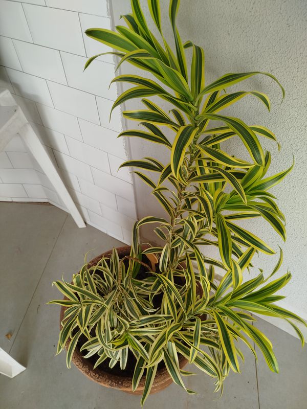 Identificação da planta Pleomele por foto