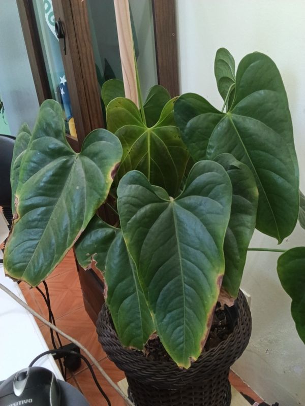 Identificação da planta Micro antúrio por foto