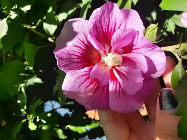 Identificação da planta Rosa-de-sarom por foto