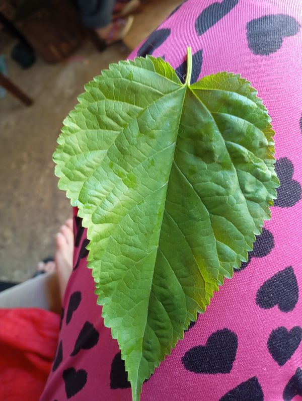 Identificação da planta Amora por foto