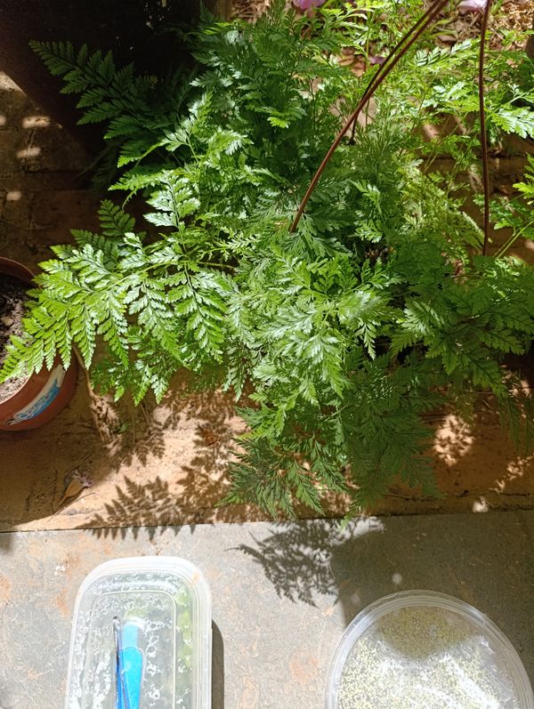 Identificação da planta Renda Portuguesa por foto