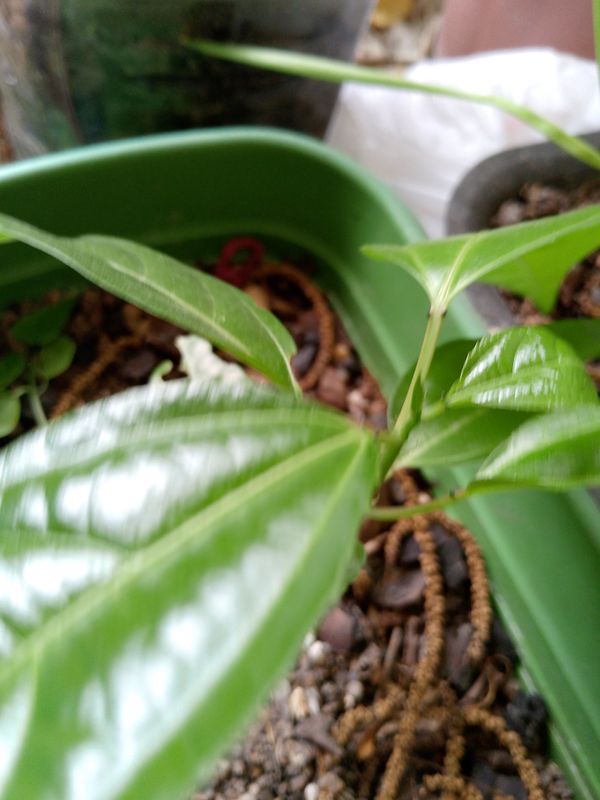 Identificação da planta Maracujá por foto