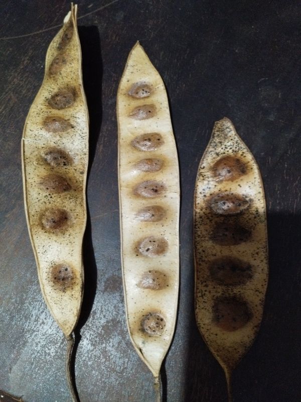 Identificação da planta Sirinqueira por foto