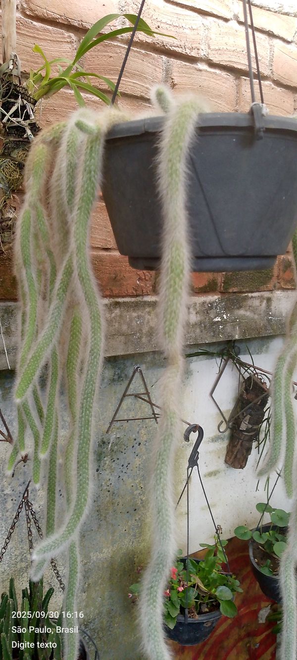 Identificação da planta Rabo de macaco por foto