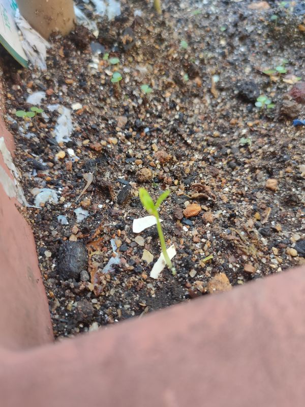 Identificação da planta Lentilha por foto