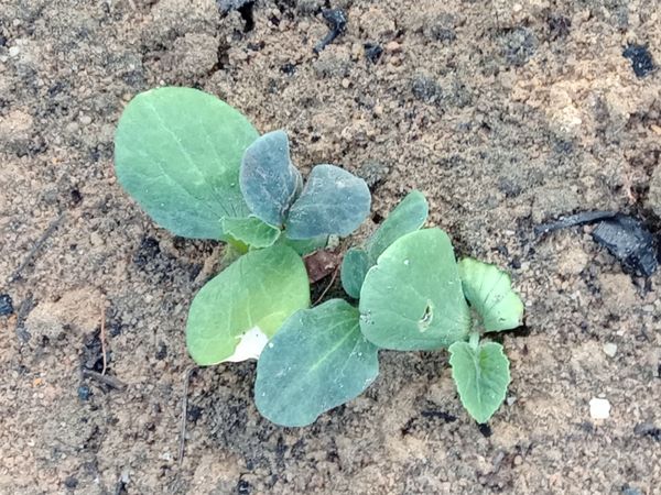 Identificação da planta Abóbora moranga por foto