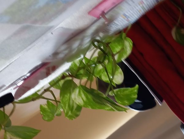 Identificação da planta Jiboia por foto