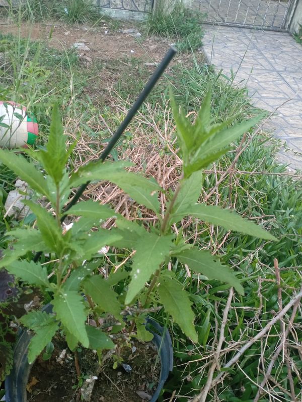 Identificação da planta Mastruz por foto