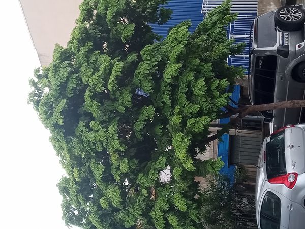 Identificação da planta Sibipiruna por foto