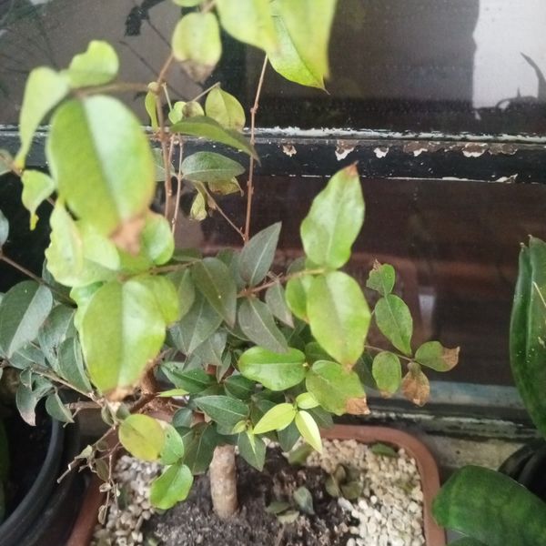 Identificação da planta Jabuticaba-paulista por foto