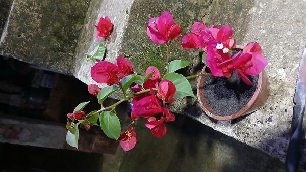 Identificação da planta Primavera por foto