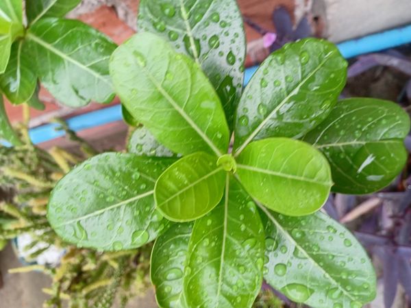 Identificação da planta Rosa do deserto por foto