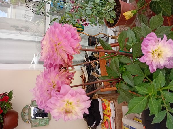 Identificação da planta Dália por foto