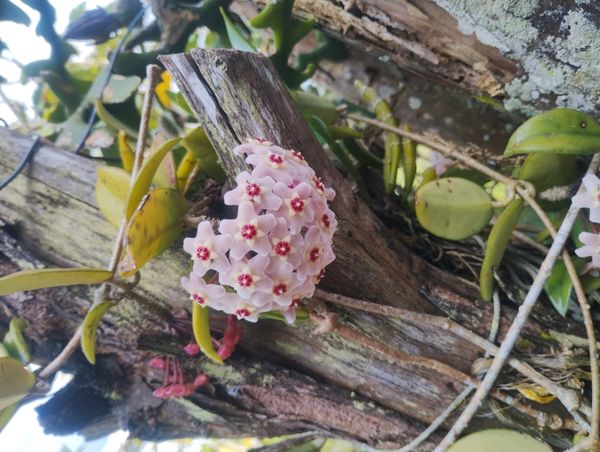 Identificação da planta Flor-de-cera por foto