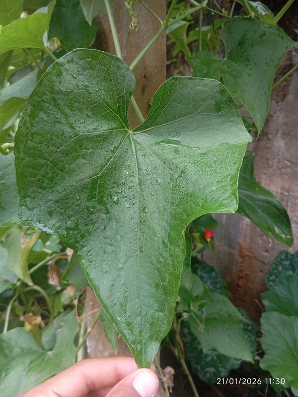 Identificação da planta Chuchu por foto