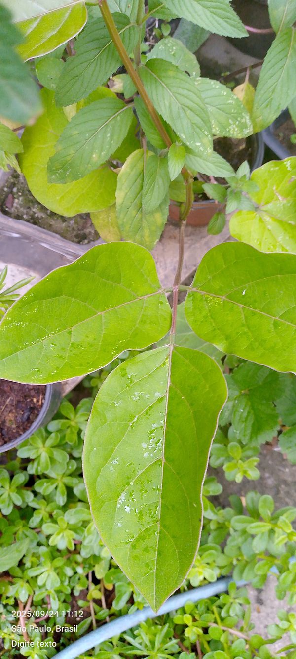 Identificação da planta Ipê-branco por foto