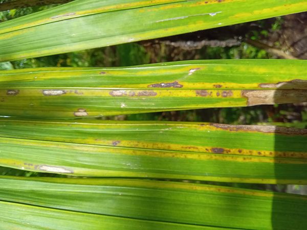 Identificação da planta Açaí por foto