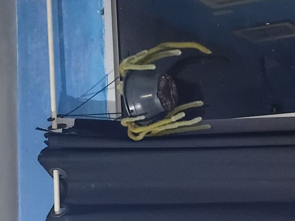 Identificação da planta Rabo de macaco por foto