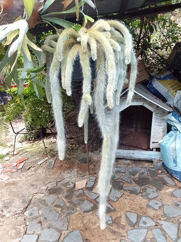 Identificação da planta Rabo de macaco por foto