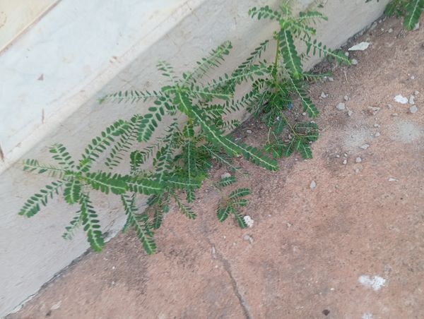 Identificação da planta Quebra-pedra por foto
