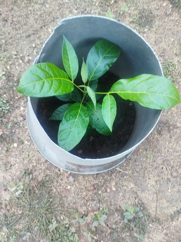 Identificação da planta Abacate por foto