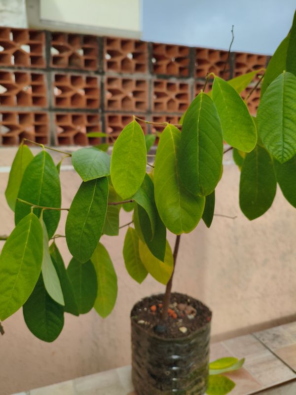 Identificação da planta Fruta-do-conde por foto