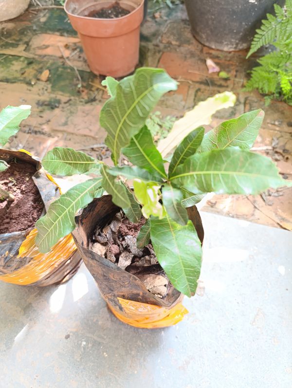Identificação da planta Fruta Abil por foto