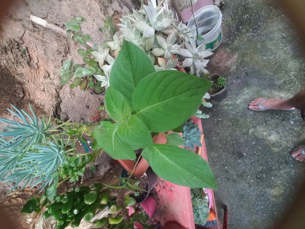 Identificação da planta sálvia-dorisiana por foto